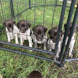 German Shorthaired Pointer Puppies from Winsome Farm