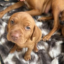 Vizsla puppies from April Wolf