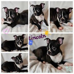 Lincoln - Boston Terrier puppy in Boston, Massachusetts from Boston Collections