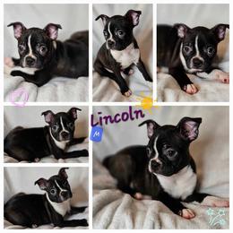 Lincoln - Boston Terrier puppy in Boston, Massachusetts from Boston Collections