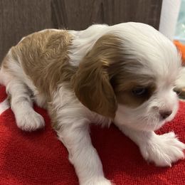 Cavalier King Charles Spaniels from Cavalier Paw Prints
