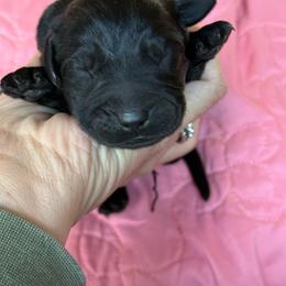 Ares- black boy - Black male Labrador Retriever puppy in Isanti, Minnesota from Four Corners Family Labs