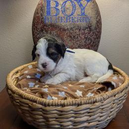 Blueberry - Tri-color male Bernedoodle puppy in Cambridge, Minnesota from Country Meadow Doodles
