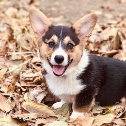 Pembroke Welsh Corgi All Grown Up from Early Spring Corgis