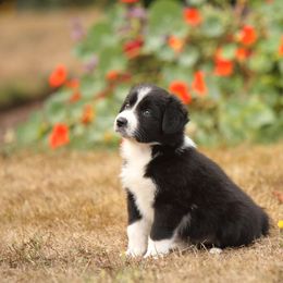 Border Collie Puppies from Midnight Border Collies