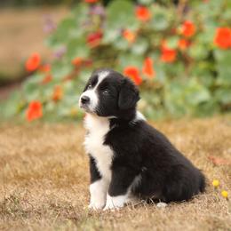 Border Collie Puppies from Midnight Border Collies