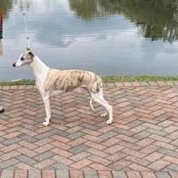 Lake - Whippet