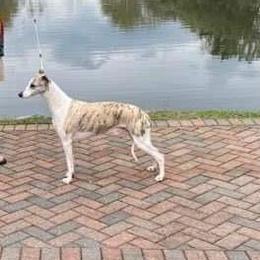 Lake - Whippet