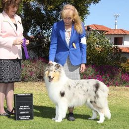Lavish - Collie