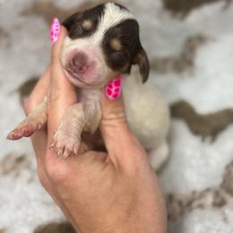 Bashful AKC - Piebald female Dachshund puppy in Oklahoma City, Oklahoma from Barrett’s Doxie Farm