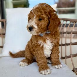 Onyx Every puppy is individually genetic tested. So you know exactly what you're bringing home. - Red  male Goldendoodle puppy in St. George, Utah from Dashing Doodle Pups
