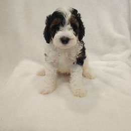 Frosty - Parti male Poodle puppy in Puyallup, Washington from Pure Parti Poodles
