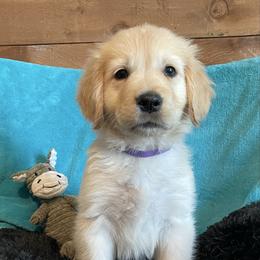 Percy - Light golden male Golden Retriever puppy in Ennis, Texas from Amberidge Golden Retrievers