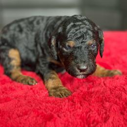 Ash - Black male Labradoodle puppy in Murray, Utah from Swann's Kennels