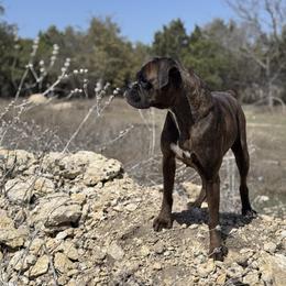 Luna - Boxer
