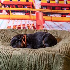 Whiplash (Orange) - Black and rust male Beauceron puppy in Medina, Ohio from Beaucerons Des Vents