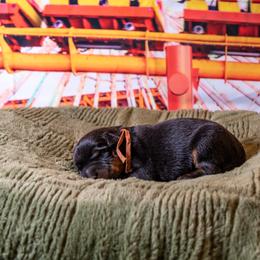 Whiplash (Orange) - Black and rust male Beauceron puppy in Medina, Ohio from Beaucerons Des Vents