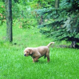 Labrador Retriever Puppies from Hidden River Retrievers