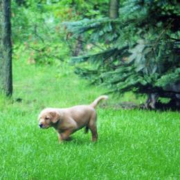 Labrador Retriever Puppies from Hidden River Retrievers