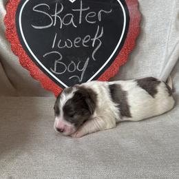Skater - Brindle and white male Saint Berdoodle puppy in Traverse City, Michigan from Bare Paws Saint Berdoodles