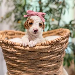 Tutti Fruiti - Parti female Goldendoodle puppy in Sulphur, Louisiana from Curly Q’s Of Carlyss