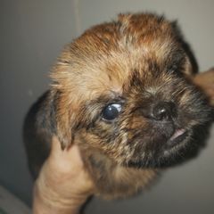 Lola - Red Brussels Griffon puppy in Nc, Florida from Brusseluv2