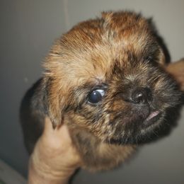Lola - Red Brussels Griffon puppy in Nc, Florida from Brusseluv2