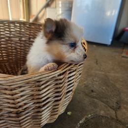 Australian Shepherd All Grown Up from Luna's Australian Shepherd