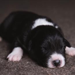 Rex - Black and white male Border Collie puppy in Fresno, California from Alpine Tails