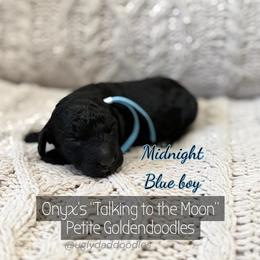 Midnight - Black male Goldendoodle puppy in Orangevale, California from Ugly Dad Doodles