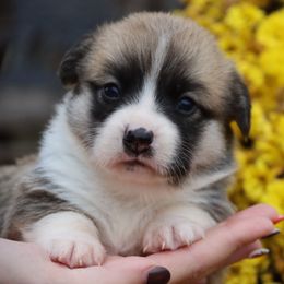 Gosling - Red female Pembroke Welsh Corgi puppy in Pollock, Missouri from Northstar