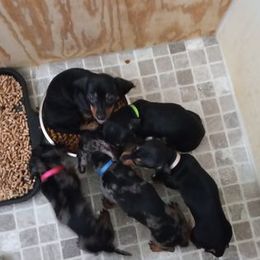 Dachshund Puppies from White River Valley Kennel