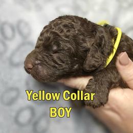 Yellow Collar - Brown male Double Doodle puppy in Jeddo, Michigan from Bert's Doodles