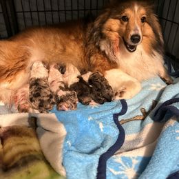 Shetland Sheepdog puppies from Mountain High Kennels