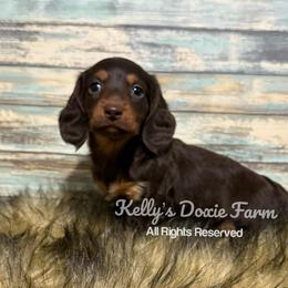 Chocolate and Tan Longhair Male Orange Collar - Chocolate and tan male Dachshund puppy in Cleveland, Tennessee from Kelly's Doxie Farm