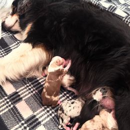 Australian Shepherd puppies from Rock Springs Australian Shepherds