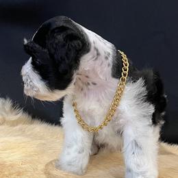 BJ - Black male Miniature Schnauzer puppy in San Augustine, Texas from My Little Schnauzer Pals