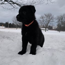 German Shepherd Puppies from Karriage Haus Kennels