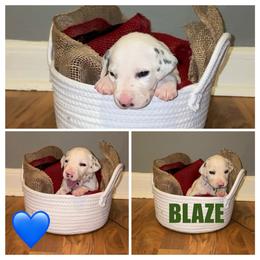 Blaze - White and black male Dalmatian puppy in Des Moines, Iowa from Spot Splattered Dalmatians