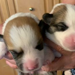 Pembroke Welsh Corgi Puppies from Silver Mae Kennel