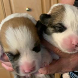 Pembroke Welsh Corgi Puppies from Silver Mae Kennel