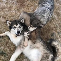 Alaskan Malamute Puppies from Ghost Dance Alaskan Malamutes