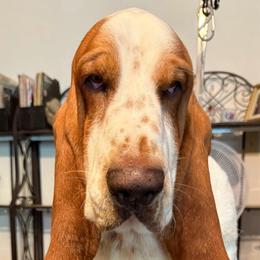 Rufie - Basset Hound