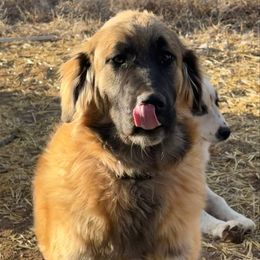 Maeve - Tan female Colorado Mountain Dog puppy in Cotopaxi, Colorado from Once Upon A Moose (OUM)
