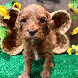 Buzz Lightyear ( yellow collar ) - Red male Cockapoo puppy in Atco, New Jersey from Flannery’s lucky puppies 🍀