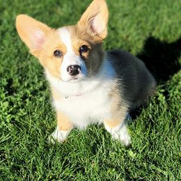 Pembroke Welsh Corgi Puppies from Top-Notch Paws
