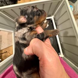 Mars - Blue merle male Bernedoodle puppy in Rock Hill, South Carolina from LolliPop Farms
