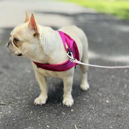 TT - French Bulldog