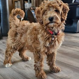 Percy - Red  male Goldendoodle puppy in Deer Park, Washington from Doodle Paw Ranch