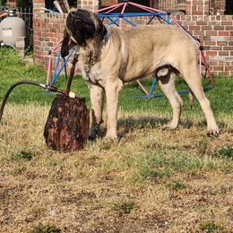 Australian Shepherd and Mastiff Puppies from Aussome Pups at Alexander Farm